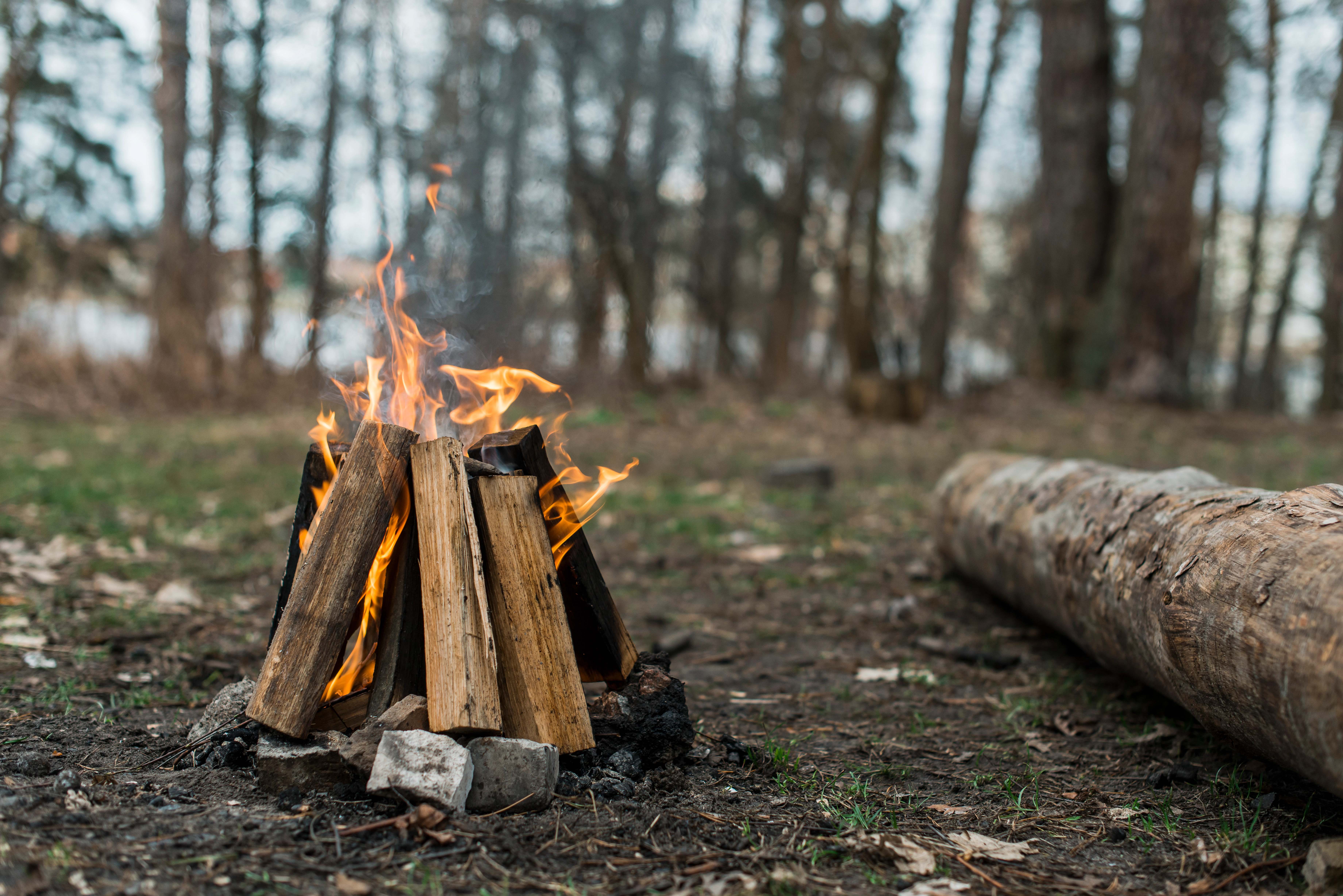 Firewood